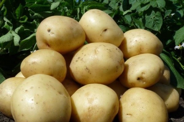 Сорт картофеля «Гала»: характеристика, качество и выращивание