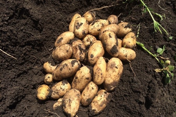 Сорта картофеля импала: описание и особенности выращивания