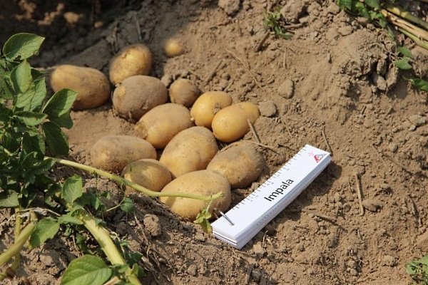 Сорта картофеля импала: описание и особенности выращивания