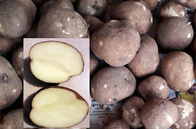 Сорта картофеля киви - описание и характеристика, фото, отзывы