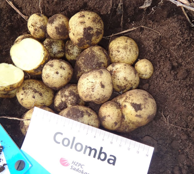 Сорта картофеля Коломбо - характеристика и описание, отзывы, фото