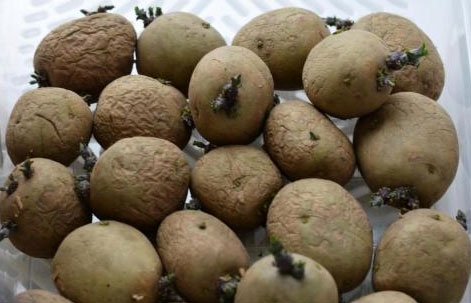 Сорта картофеля Коломбо - характеристика и описание, отзывы, фото
