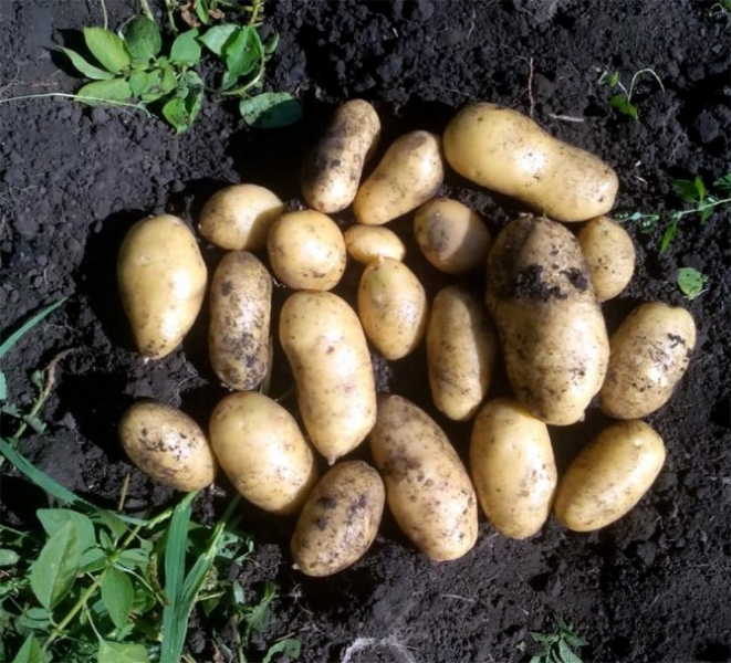 Сорт картофеля Королева Анна - описание, отзывы, фото