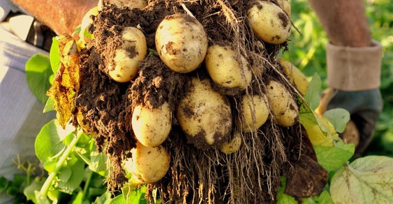 Сорт картофеля Королева Анна – описание, отзывы, фото