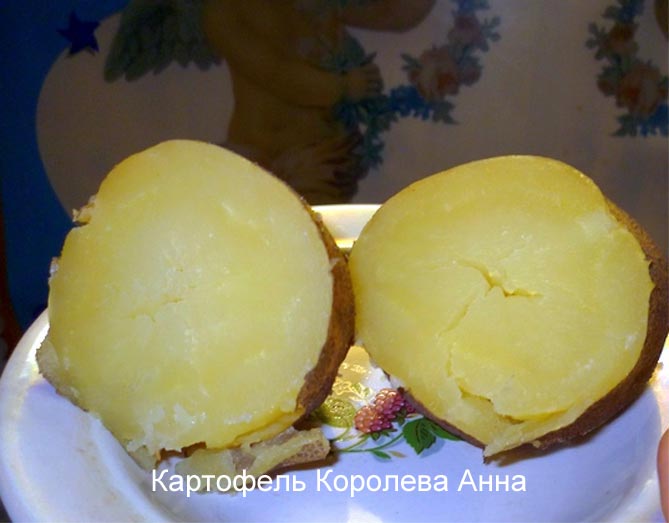 Сорт картофеля Королева Анна - описание, отзывы, фото