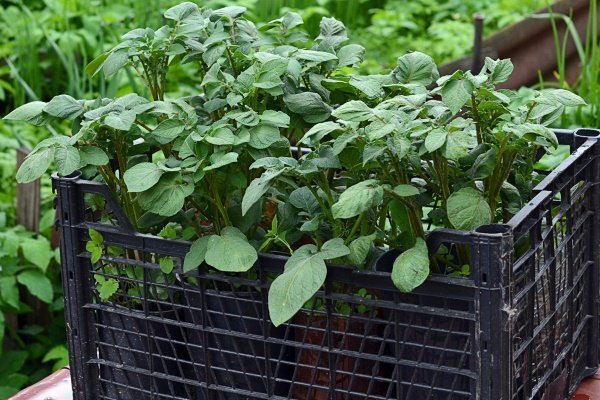 Сорт картофеля «Краса»: описание, выращивание и уход