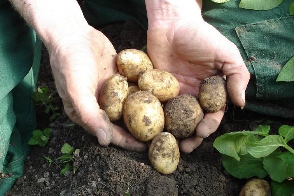Сорт картофеля Ласунок: описание, агротехника выращивания