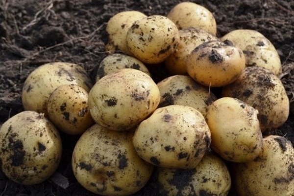 Сорта картофеля Ласунок: описание, агротехника выращивания