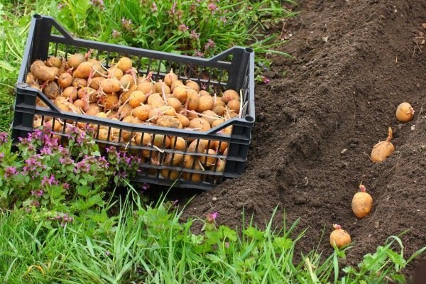 Сорта картофеля Метеор: описание и особенности выращивания