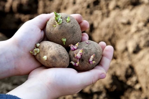Невские сорта картофеля: характеристика, посадка и уход