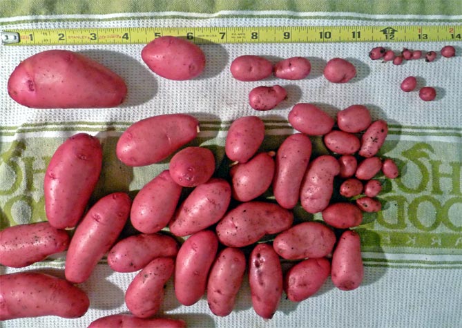 Сорта картофеля Red Scarlet - описание, отзывы, фото