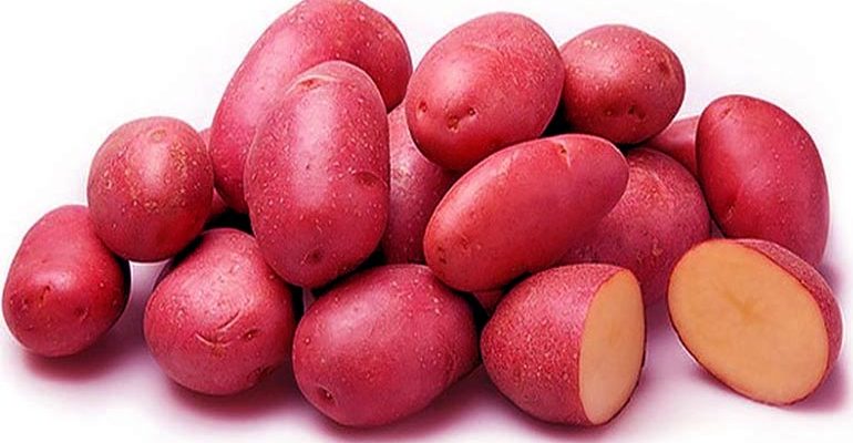 Сорт картофеля Ред Скарлет – описание, отзывы, фото
