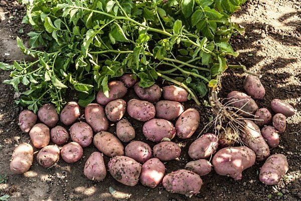 Сорт картофеля «Красное Алое»: особенности выращивания