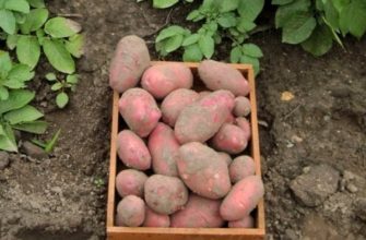 Сорт картофеля «Ред Скарлет»: особенности выращивания