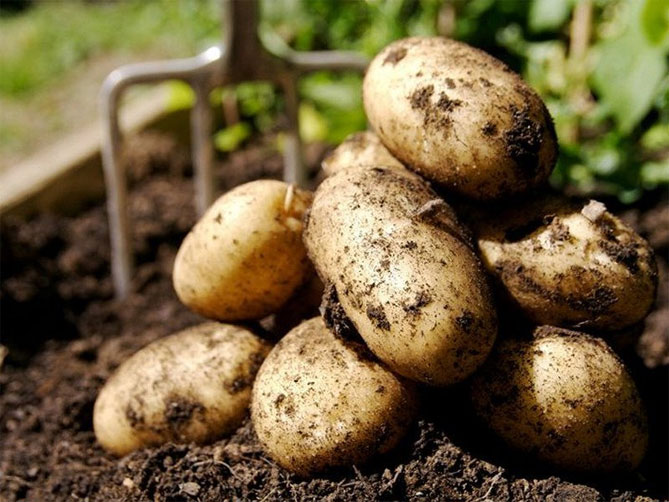 Сорта картофеля Ривьера - характеристика, описание и отзывы, вкусовые качества, агротехника, фото