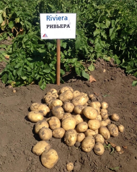 Сорта картофеля Ривьера - характеристика, описание и отзывы, вкусовые качества, агротехника, фото