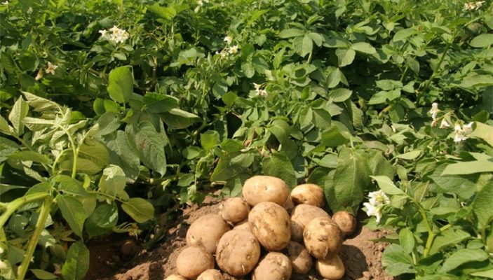 Сорт картофеля Ривьера – характеристика, описание и отзывы, вкусовые качества, агротехника, фото