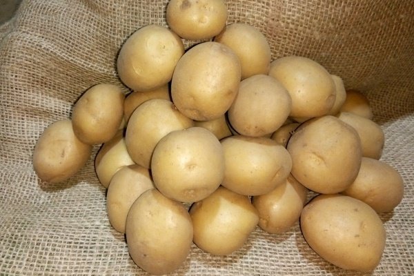 Сорт картофеля - Ривьера: история и характеристика, посадка и уход