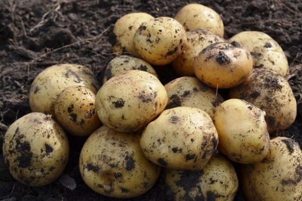 Сорт картофеля – Ривьера: история и характеристики, посадка и уход