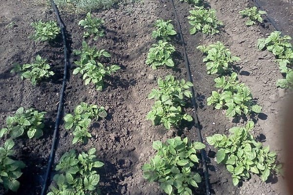 Сорт картофеля «Родриго»: основные качества, выращивание и уход