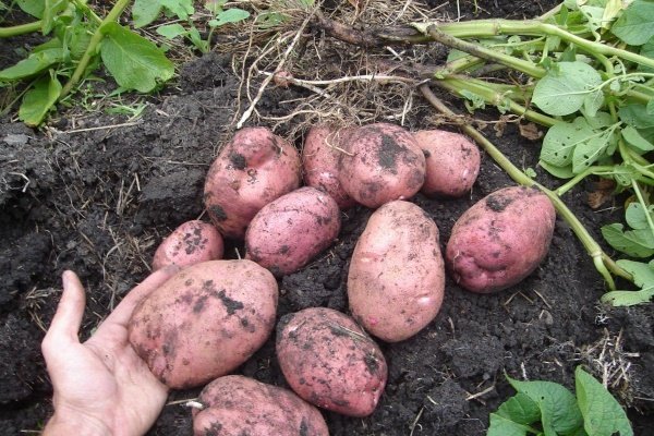 Сорт картофеля «Родриго»: основные качества, выращивание и уход