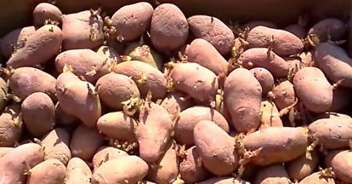 Сорт картофеля Росара - характеристика и описание, отзывы садоводов