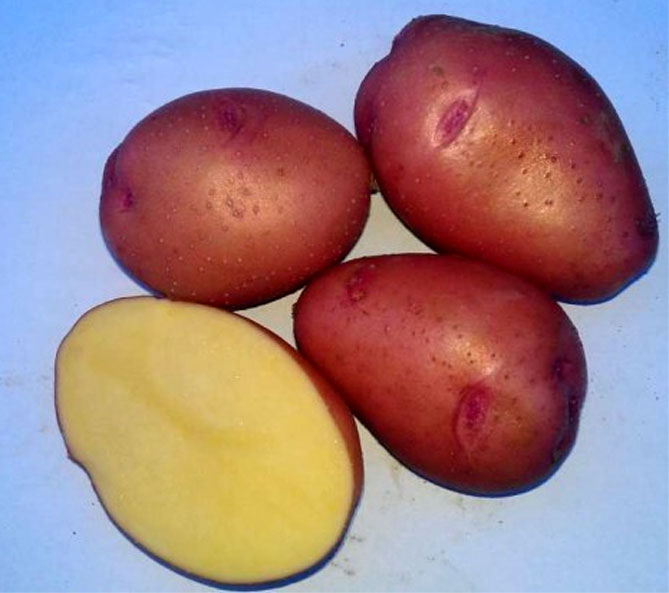 Сорт картофеля Росара - характеристика и описание, отзывы садоводов