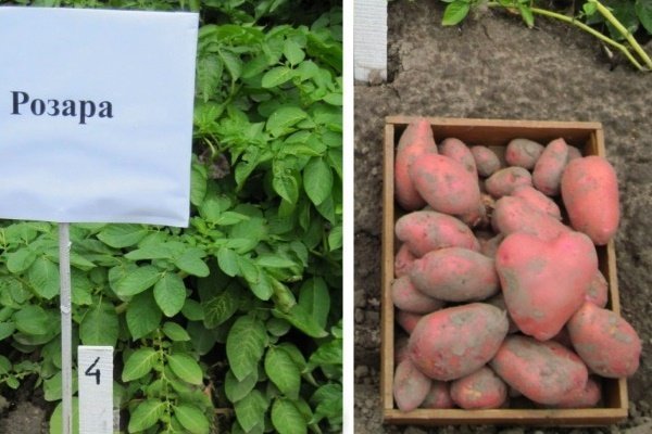Сорт картофеля «Росара»: особенности, как правильно посадить и ухаживать?
