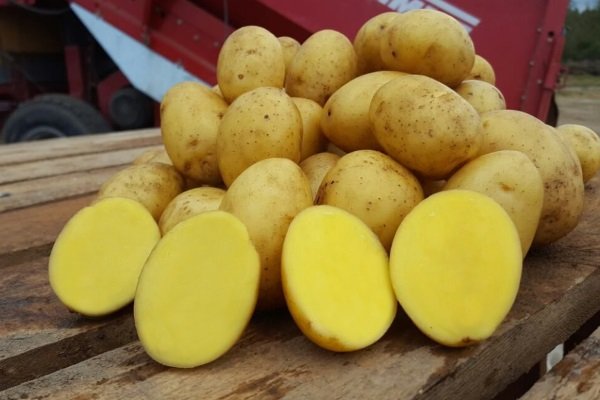 Сорт картофеля «Скраб»: характеристика, особенности посадки и ухода