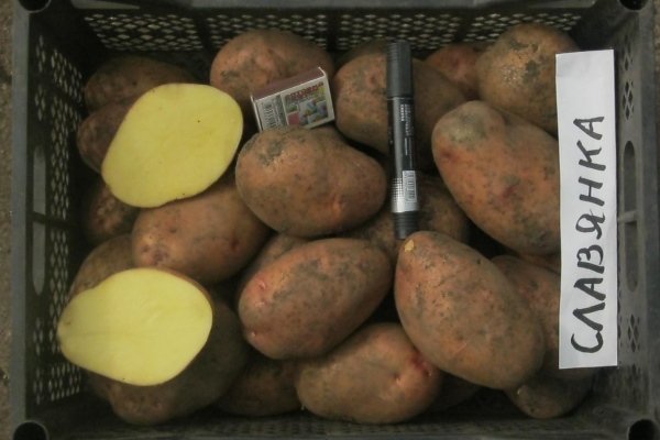 Сорт картофеля «Славянка»: описание, качество, выращивание и уход