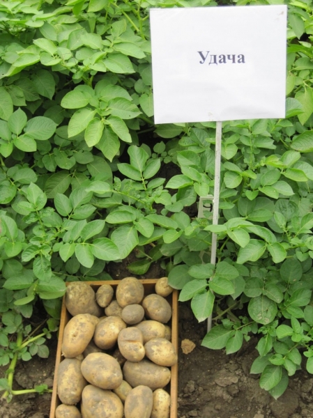 Сорта картофеля Фортуна: характеристика, описание, вкус, отзывы, фото