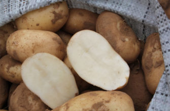 Сорт картофеля Удача – характеристика, описание, вкусовые качества, отзывы, фото