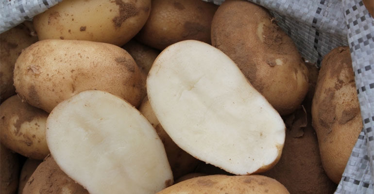 Сорт картофеля Удача – характеристика, описание, вкусовые качества, отзывы, фото
