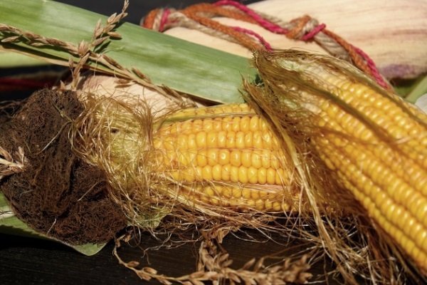 Сорта кукурузы Бондюэль: характеристика, посадка и уход