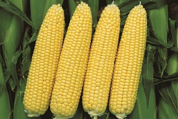 Сорта кукурузы Бондюэль: характеристика, посадка и уход