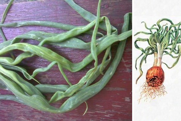 Сорт лука «Стурон»: особенности выращивания
