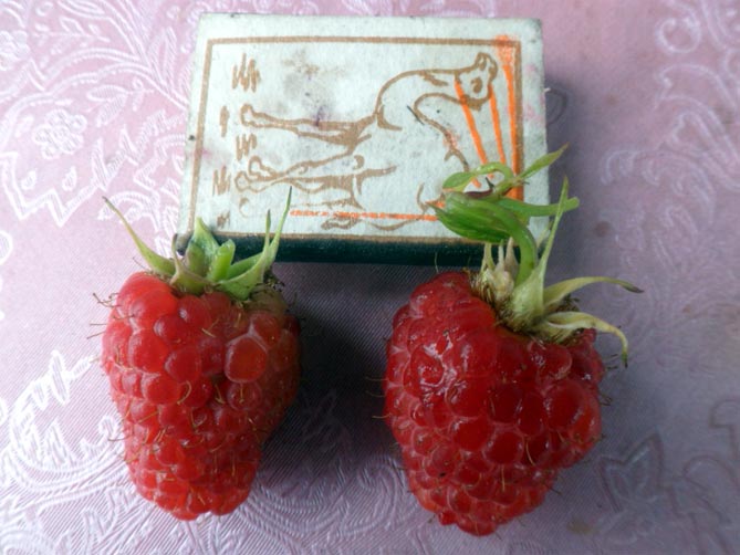 Сорта тарусской малины - описание и фото, особенности выращивания и уход