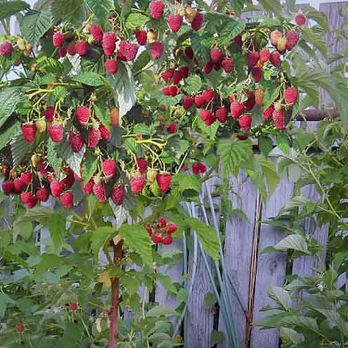 Сорта тарусской малины - описание и фото, особенности выращивания и уход