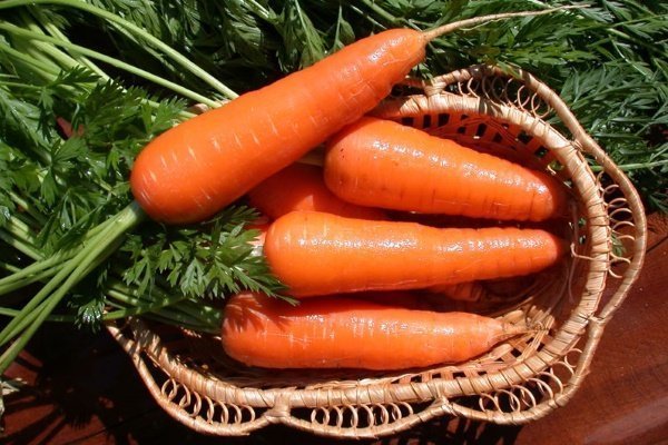 Сорт моркови Алтайская лакомка: описание, посадка и уход
