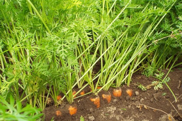 Сорта моркови Тушон: его характеристика и выращивание