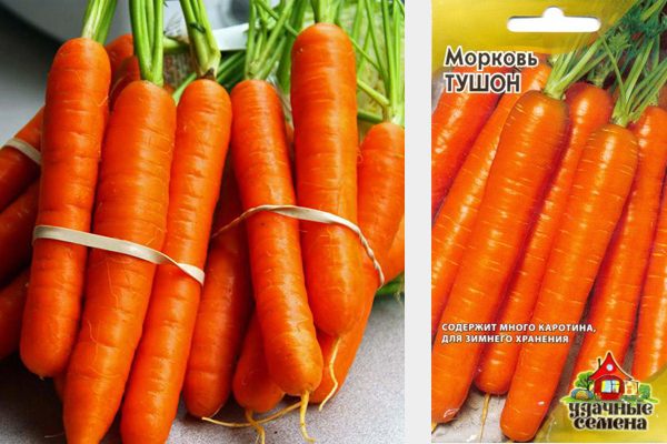 Сорта моркови Тушон: его характеристика и выращивание