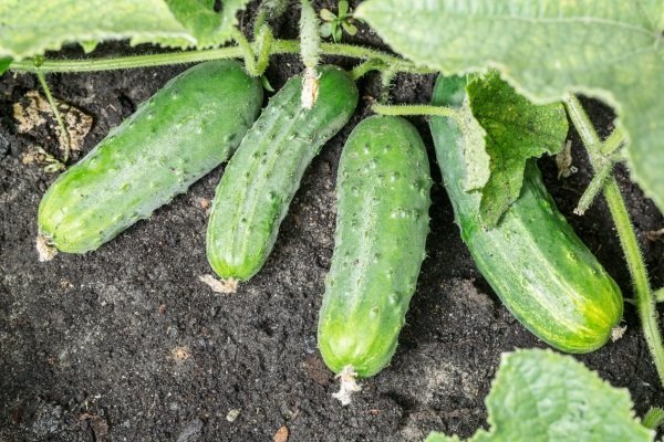 Сорта огурца Спино - как правильно вырастить и получить хороший урожай?