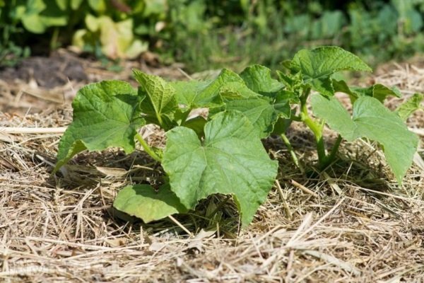 Сорта огурца Спино - как правильно вырастить и получить хороший урожай?