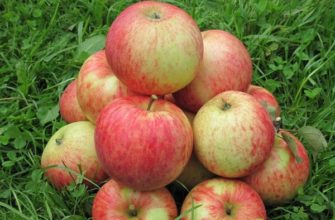 Сорт Орлинка – описание яблони и особенности её выращивания