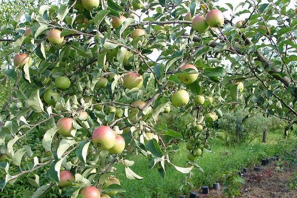 Сорт Орлинка - описание яблони и особенностей ее выращивания
