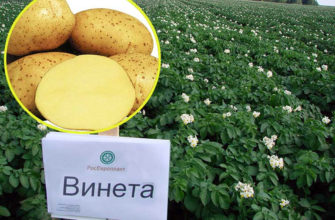 Сорт раннего картофеля Винета – описание, характеристика и отзывы, агротехника
