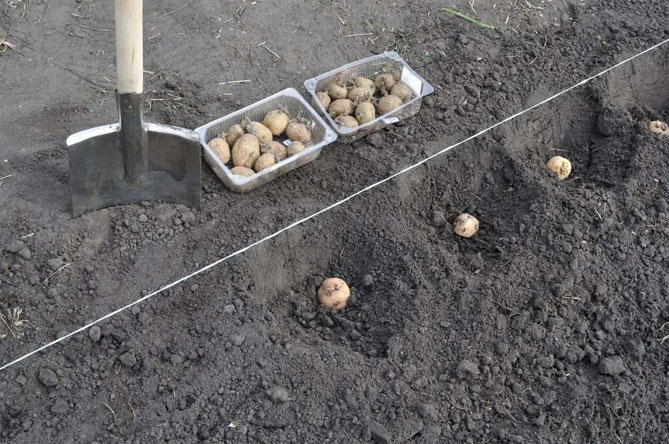 Сорт молодого картофеля Винета - описание, характеристика и отзывы, агротехника