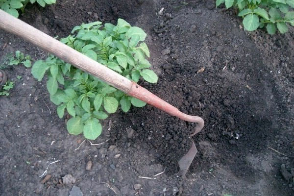 Сорт молодого картофеля Винета - описание, характеристика и отзывы, агротехника