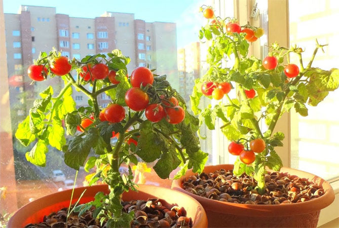 Сорта томатов Балконное чудо - описание и фото, отзывы