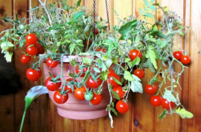 Сорта томатов Балконное чудо - описание и фото, отзывы